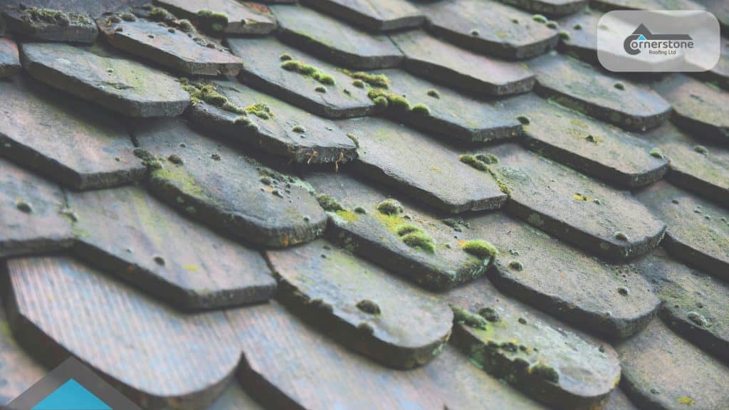 A Sussex roofer's checklist for spotting early signs of roof damage from the ground, in the loft, and indoors - before a leak appears.